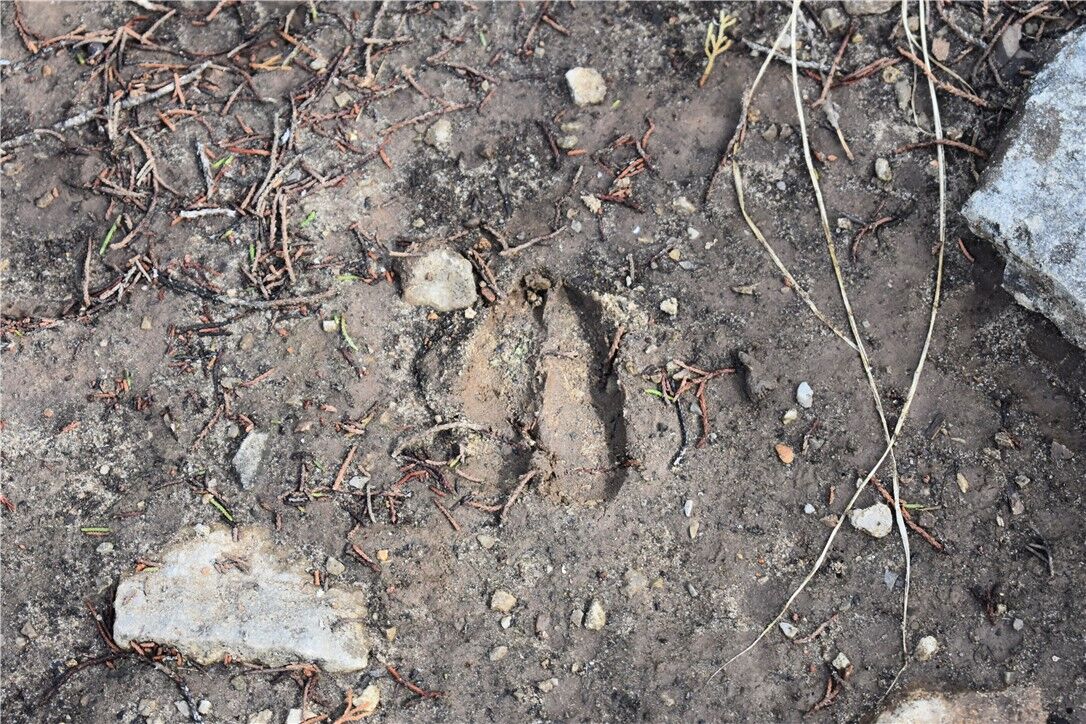 Property Photo:  * Cedar Creek Road  AR 72634 