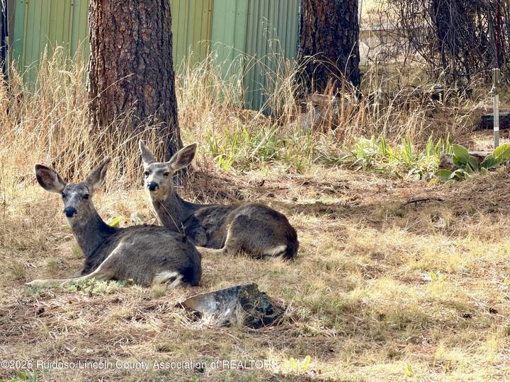 Property Photo: 403 Grove Drive NM 88345