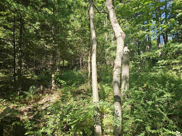 Property Photo:  Lot 3.2 Off Parker Road  NH 03585 