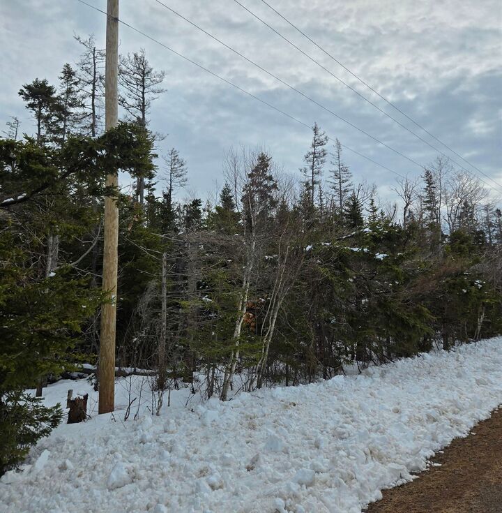 Property Photo: Acreage Roseberry Road PE C0A 1A0