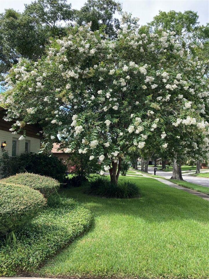 Property Photo: 2938 Macalpin Drive W FL 34684