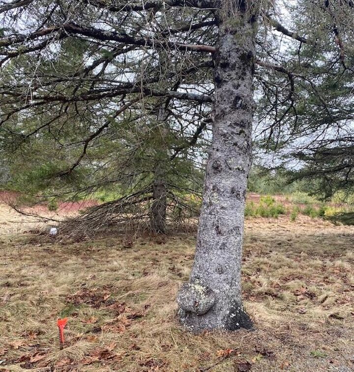 Property Photo: Lot 5 Copeland Hill Road ME 04429