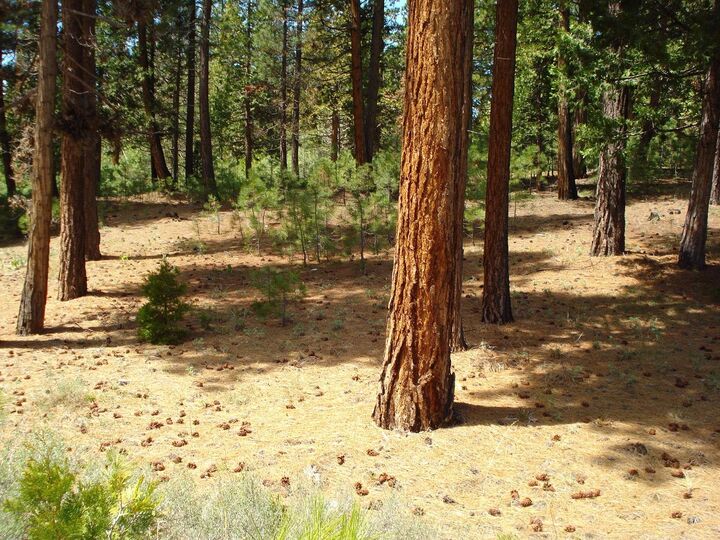 Property Photo: 745 Blacktail Ridge CA 96122