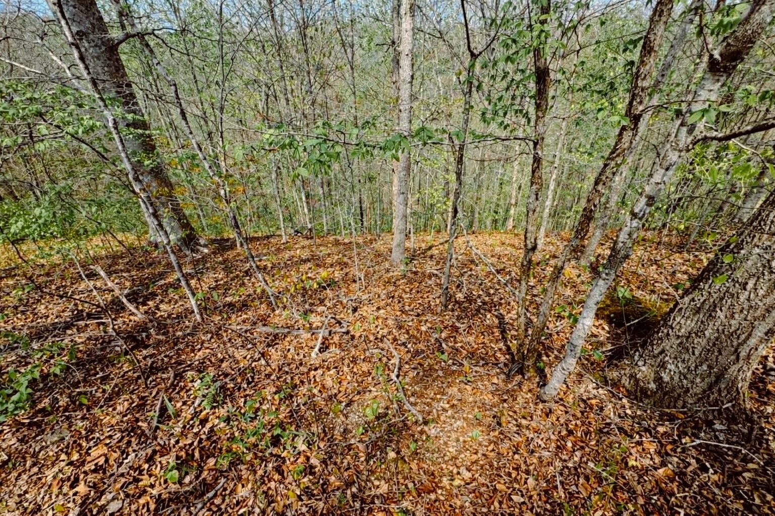 Property Photo: 0 Holiday Haven Dr TN 37166