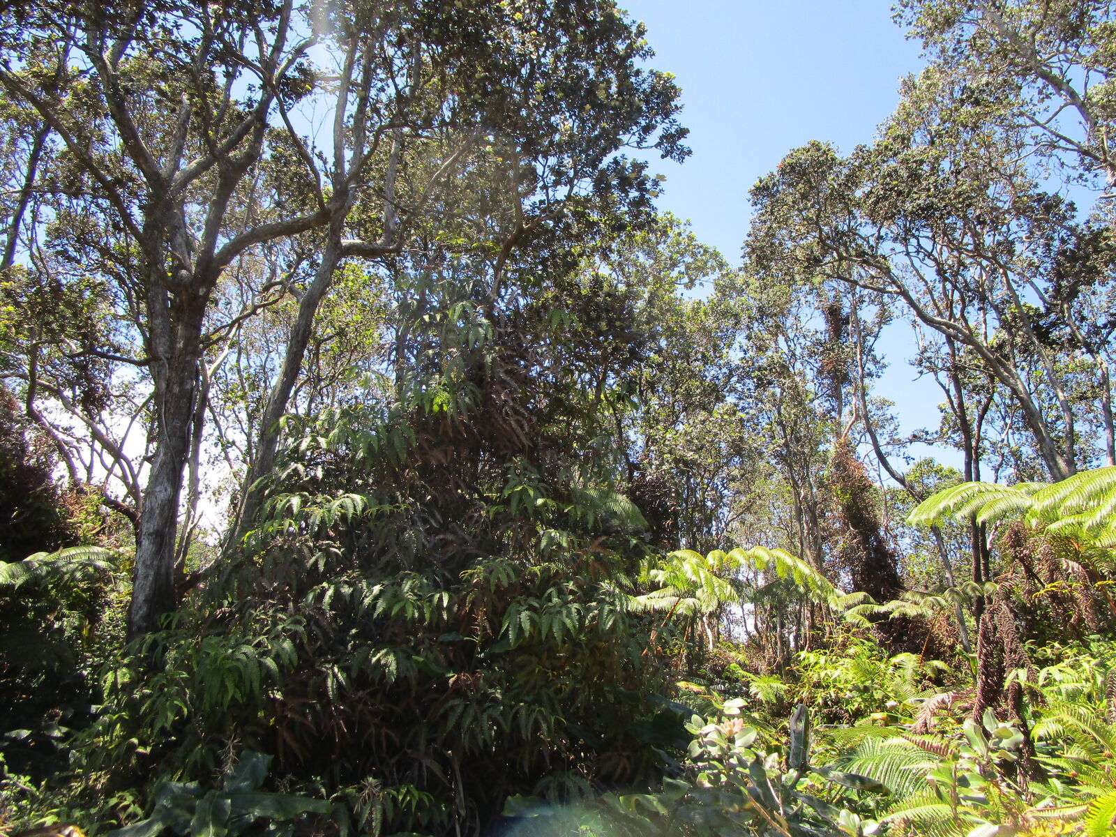 Property Photo:  Nahelenani St  HI 96785 