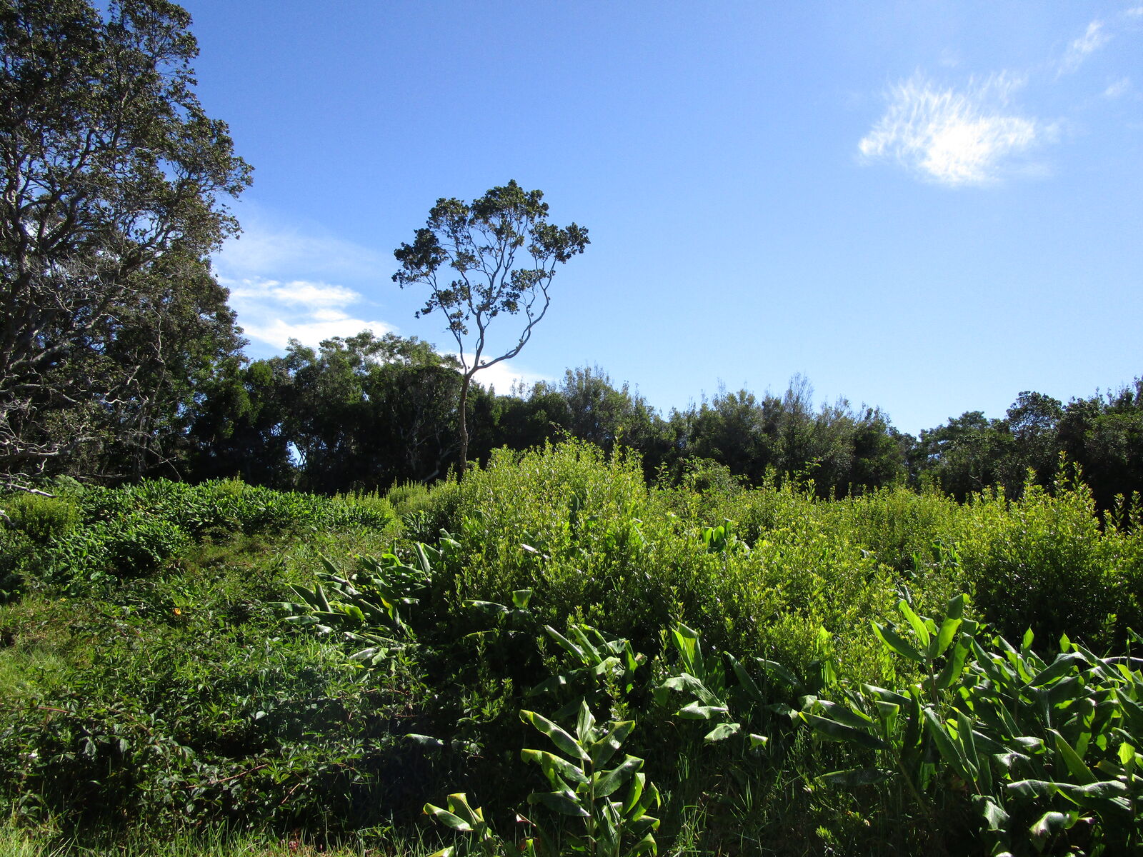 Property Photo:  Pukeawe Cir  HI 96718 