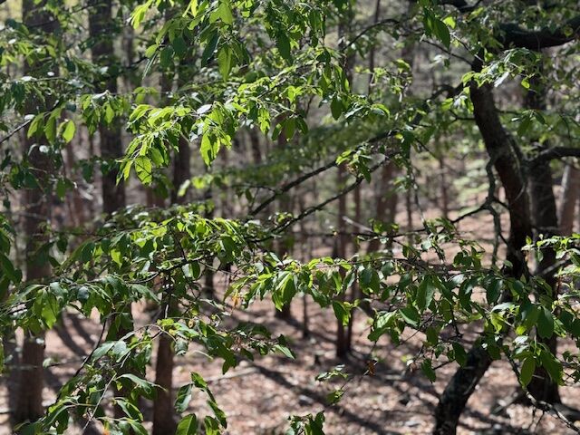 Property Photo:  40 E Mountain Drive  AR 72632 