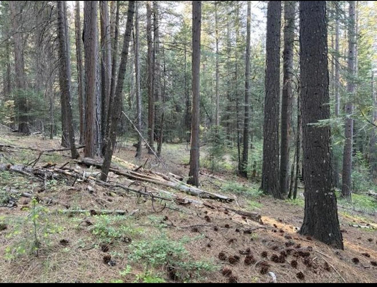 Property Photo:  30115 N Bloomfield-Graniteville Road  CA 95959 