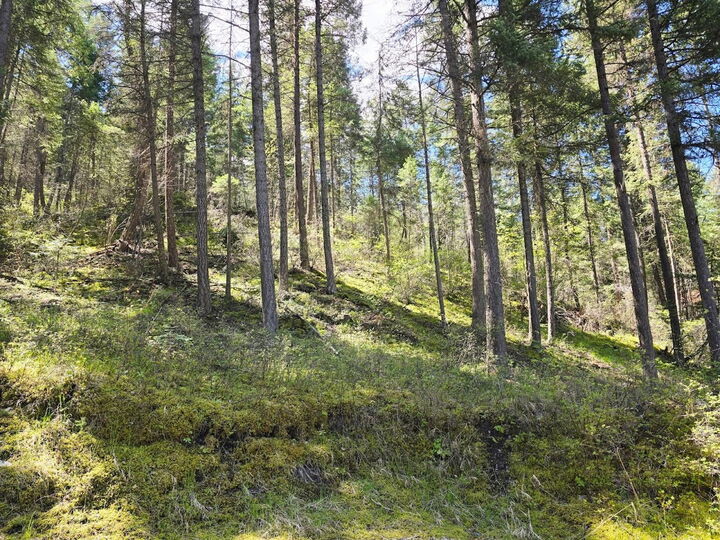 Property Photo:  93 Wapiti Point Road  MT 59873 