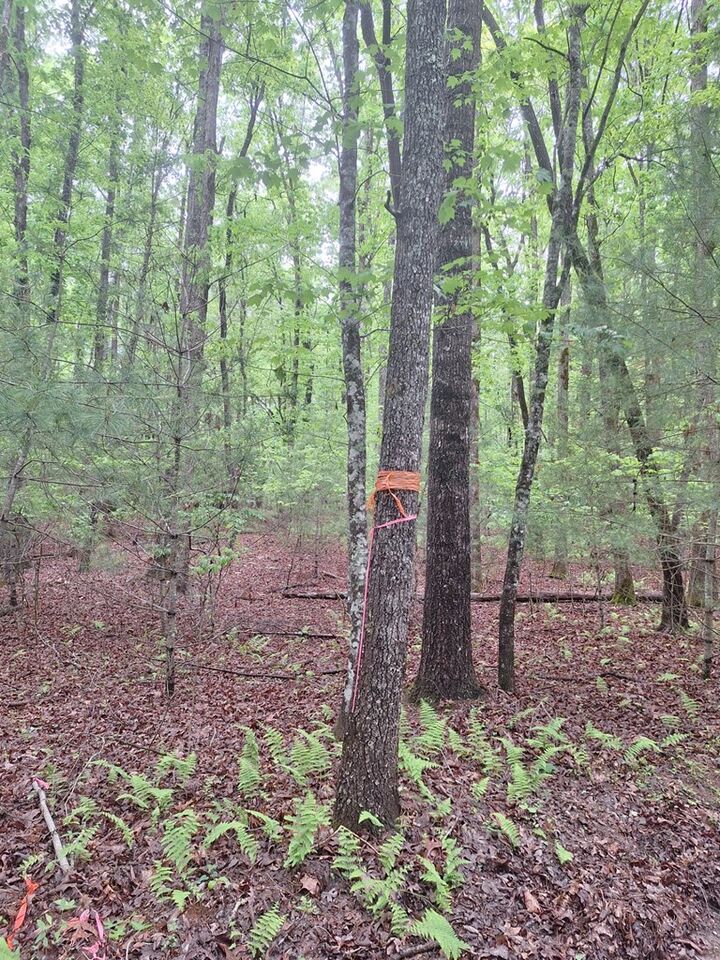Property Photo:  Lot 14 Noontootla Ridge Court  GA 30513 