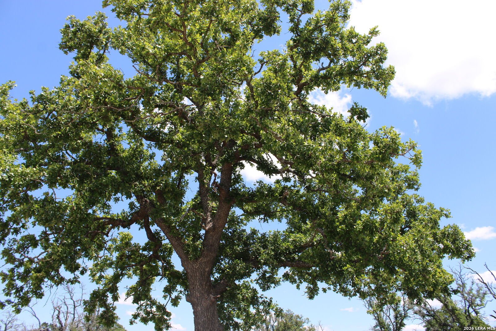 Property Photo: 135 Pack Saddle Ln TX 78624