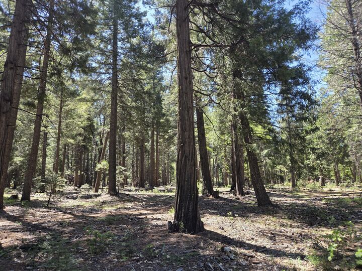 Property Photo:  Lot 3 Ritts Mill Road  CA 96088 