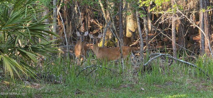 Property Photo:  4248 Leaping Deer Lane  FL 32259 