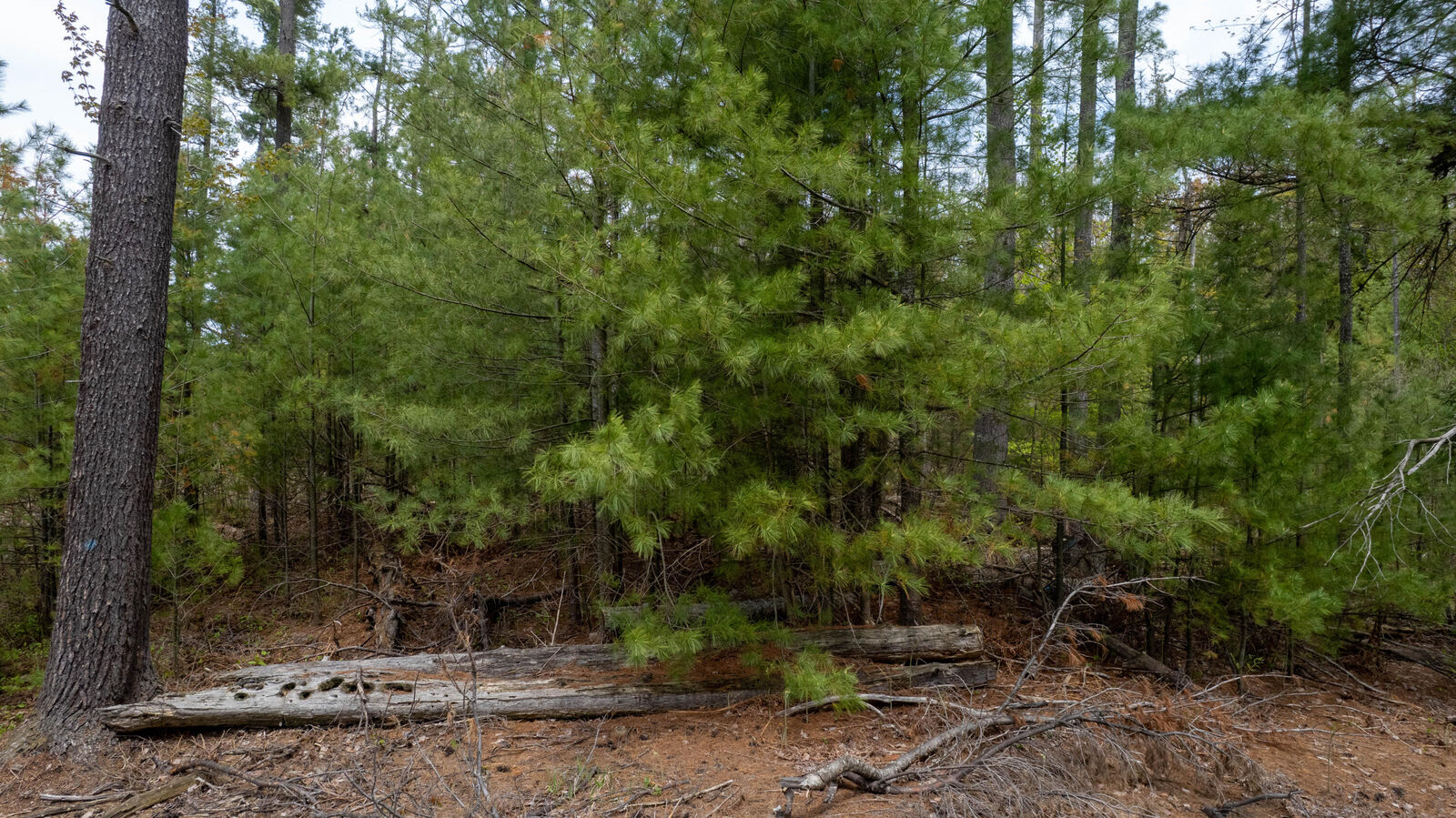 Property Photo: 10 Ac U.s. 31 Highway MI 49716