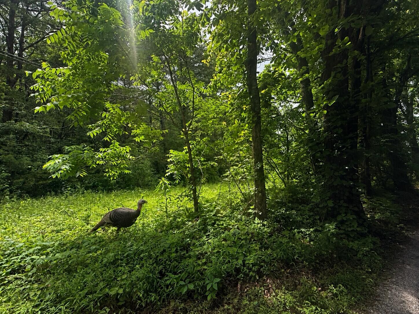 Property Photo: 000 Vander Ferguson Road TN 37338