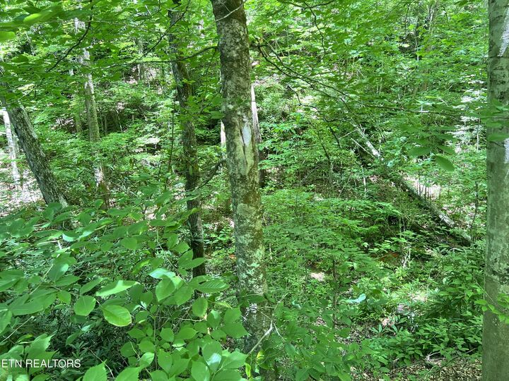 Property Photo:  Fir Drive Lot 110  TN 37876 