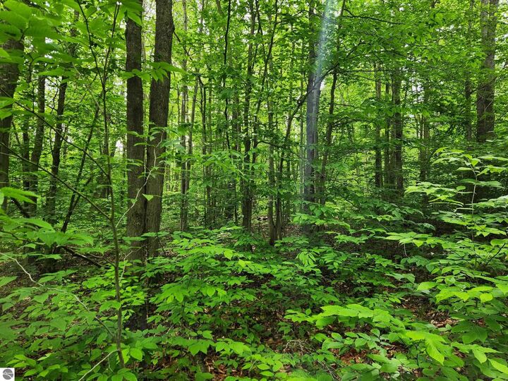 Property Photo: 10 Acres Blue Lake Road, NE MI 49646