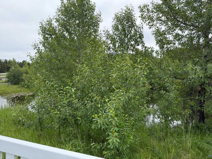 Property Photo: 331 Elizabeth Avenue AB T0M 2H0