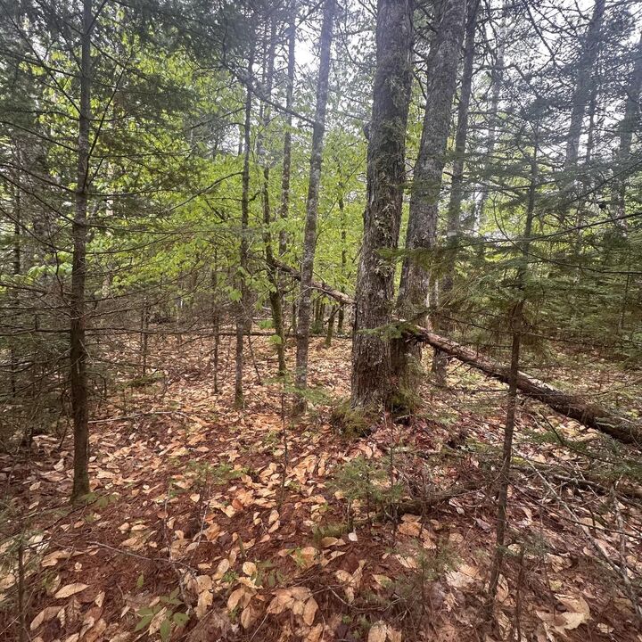 Property Photo:  Lot 22 Moose Pit Road  NS B0T 1B0 