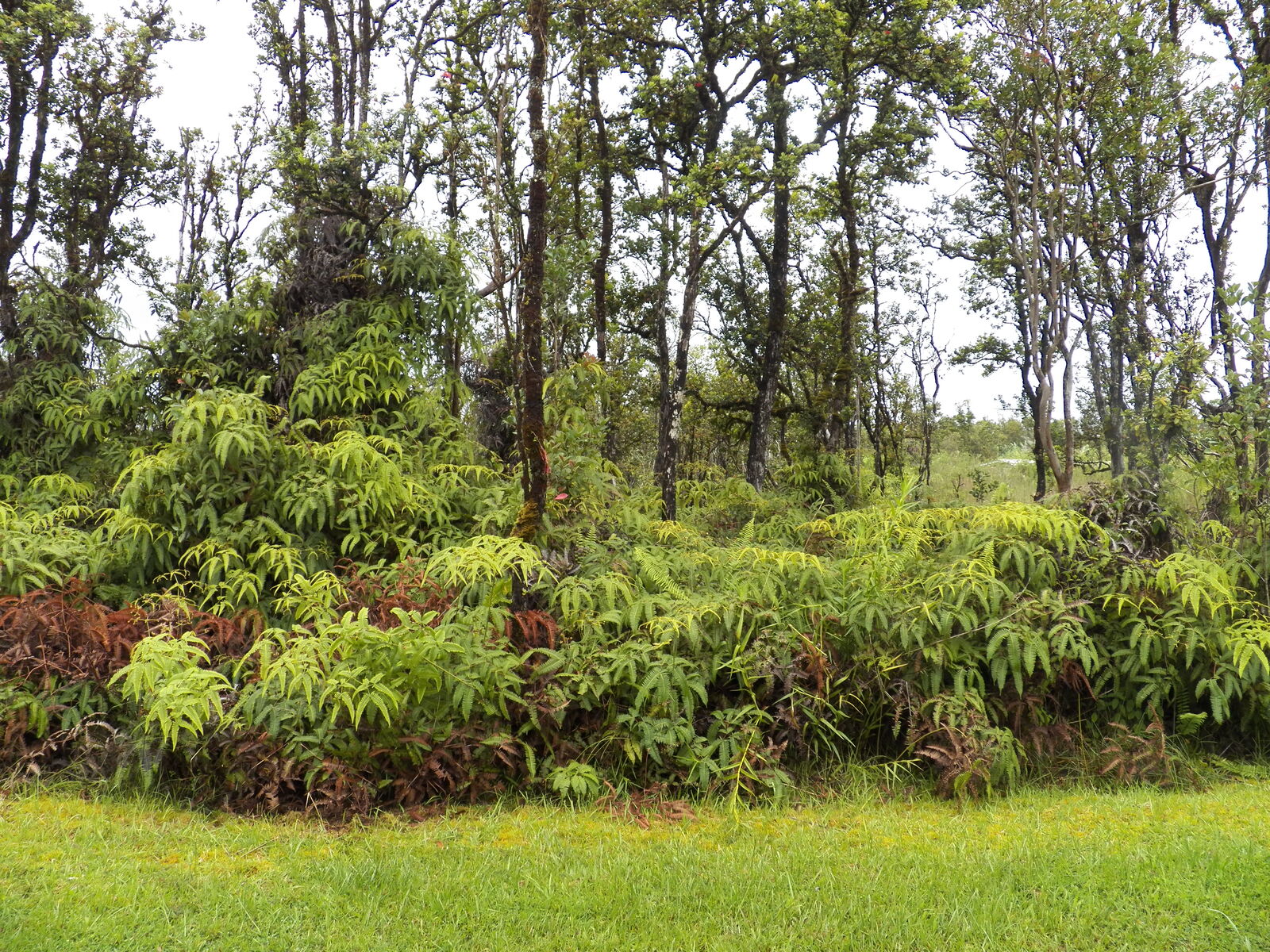 Property Photo: Maile St HI 96771