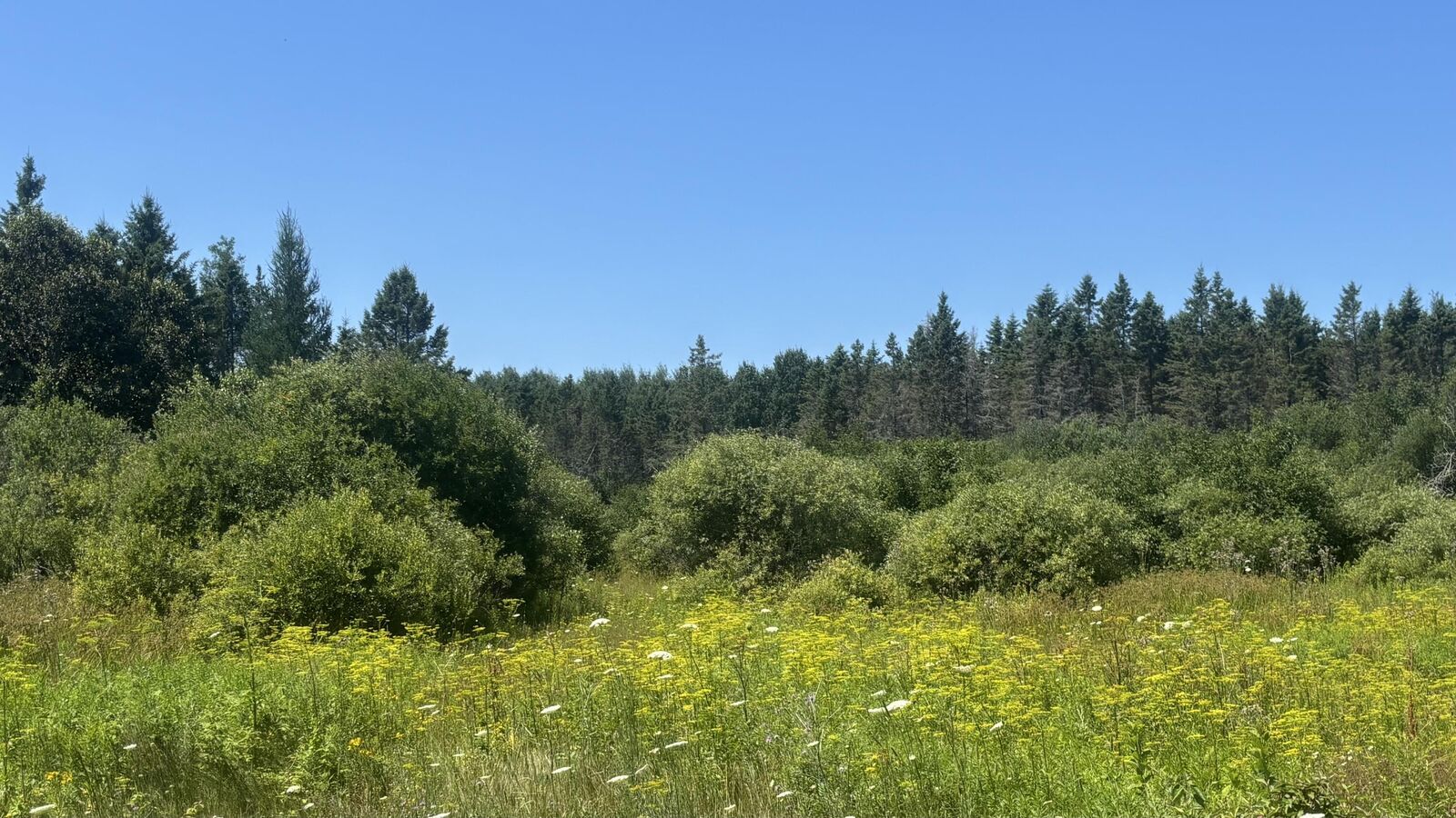Property Photo: Tbd Simmons Rd MI 49745