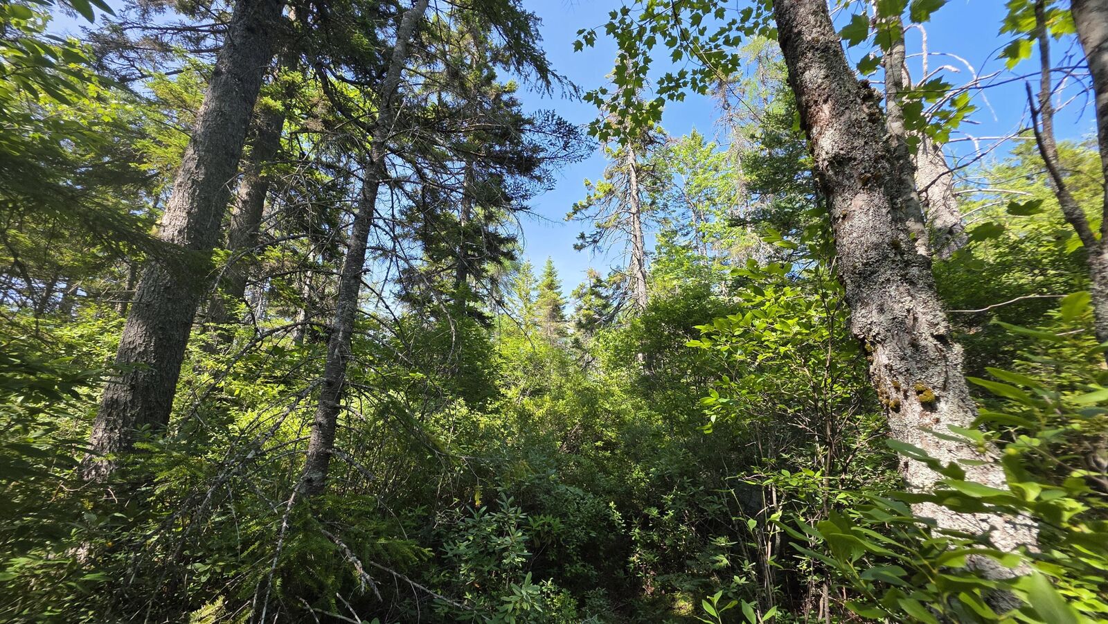 Property Photo: Map 1 Lot 10-2 Patten Rd ME 04648