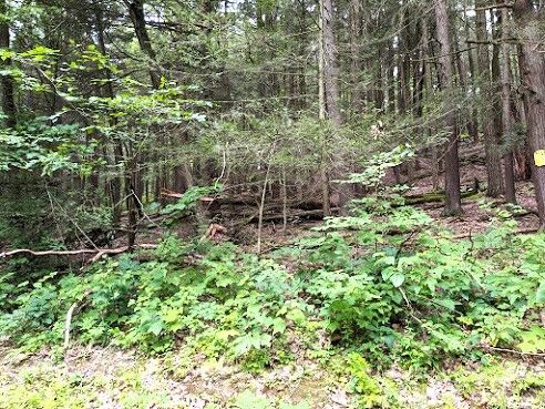 Property Photo: 0 Foley Road NY 13903
