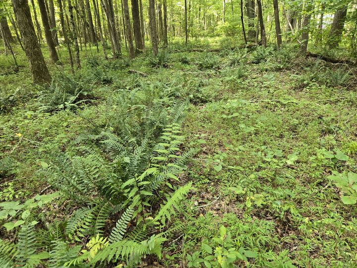 Property Photo:  0 Webb Road  TN 38483 