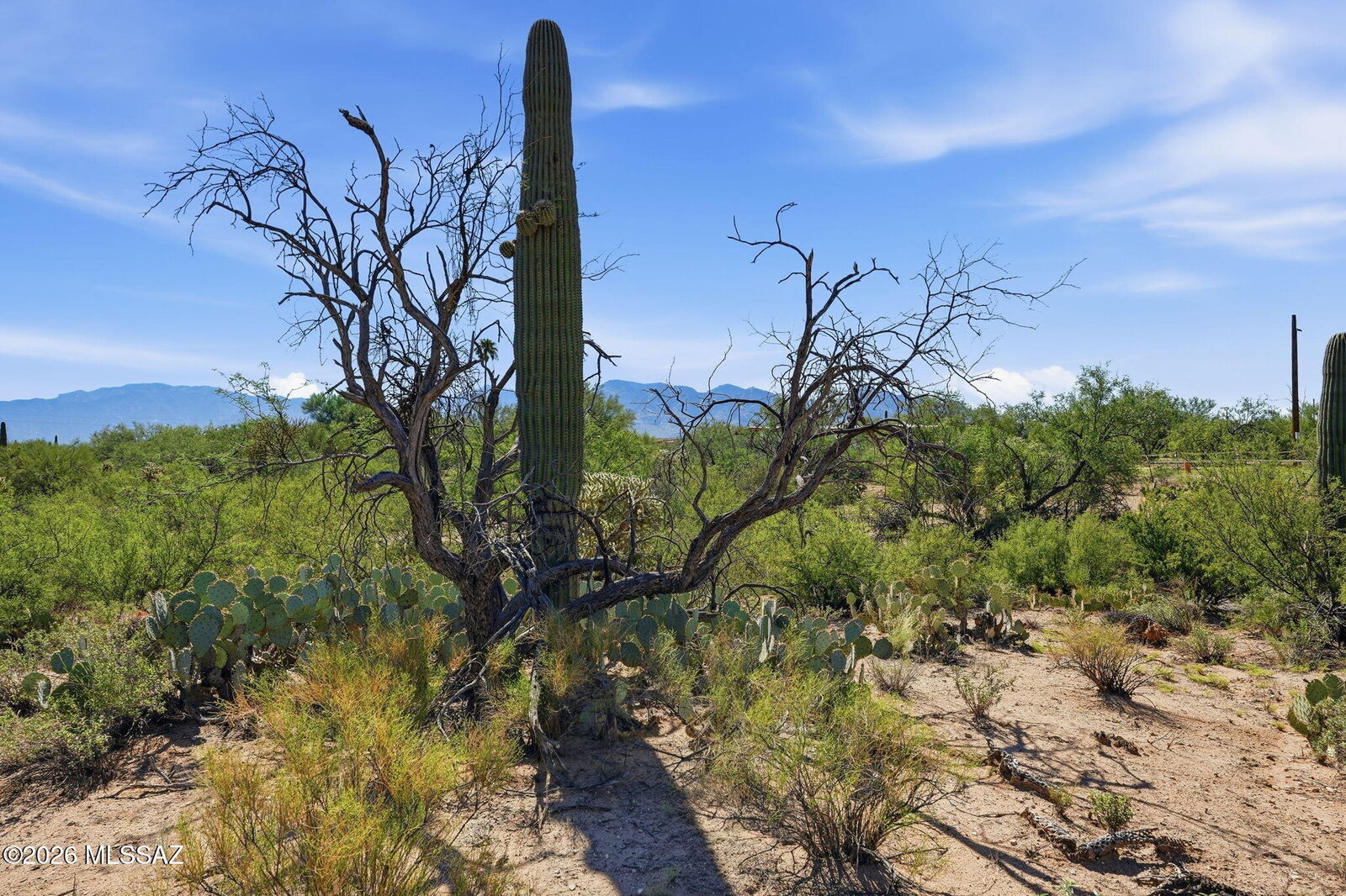 Property Photo:  12680 N Caminito Al Sol  AZ 85755 