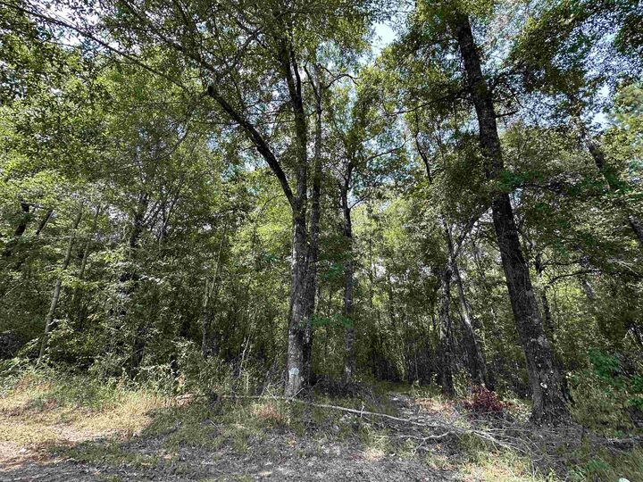 Property Photo: Lot 4 Oleander TX 77657