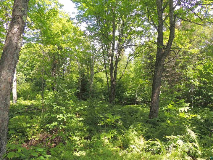 Property Photo:  112X County Rd 60  MN 55604 
