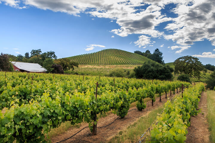 Murphys,Murphys,Icon Properties